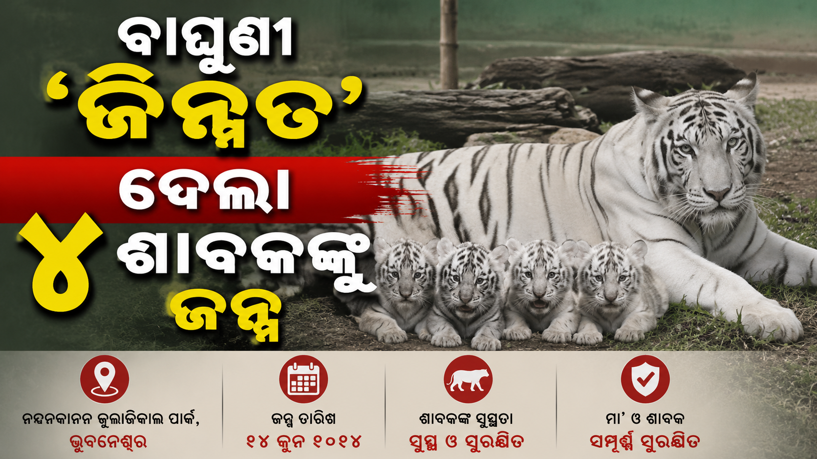 ବାଘୁଣୀ ‘ଜିନ୍ନତ’ ଦେଲା ୪ ଶାବକଙ୍କୁ ଜନ୍ମ